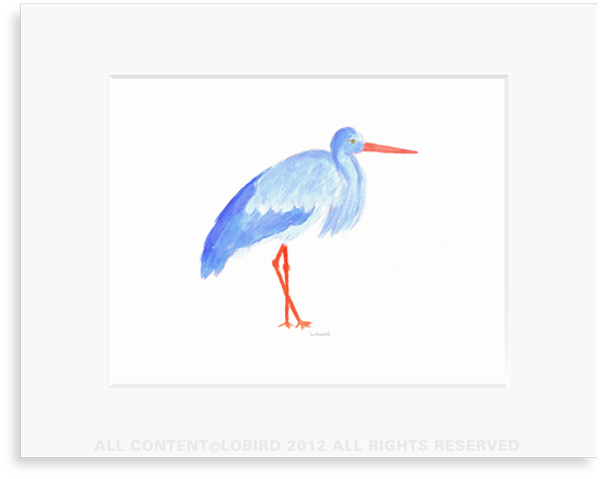 Blue Stork Standing     Item no. PR-3ST1  PRINT SIZE: 8 x 10&rdquo;  MAT SIZE: 11 x 14" (fits a standard 11 x 14&rdquo; frame)               